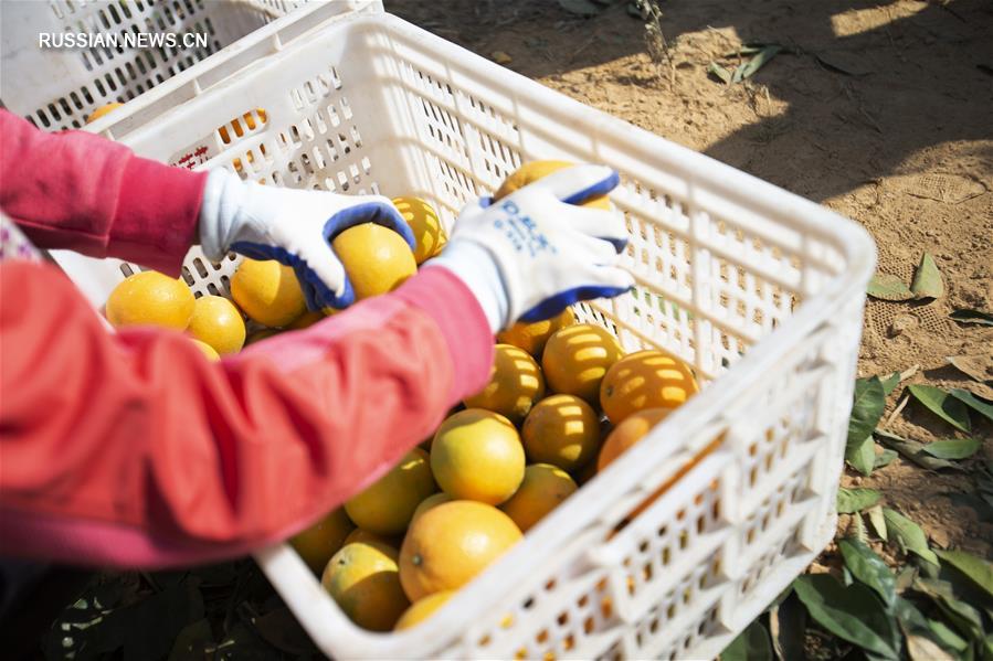 Сбор урожая апельсинов сорта "навель" в Ганьчжоу