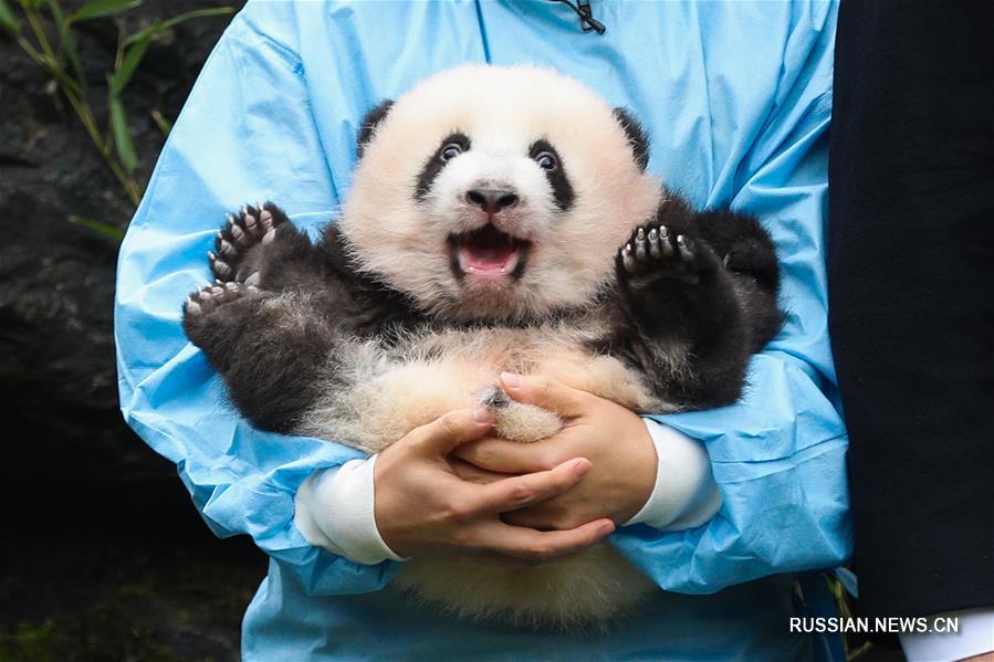 Родившиеся в Бельгии панды-двойняшки получили имена "Баоди" и "Баомэй"