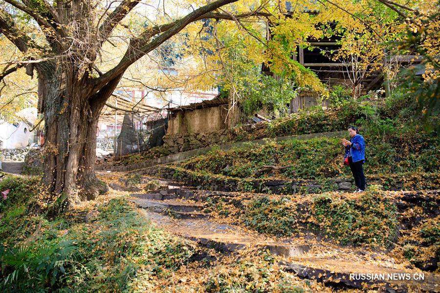 Осенние листья деревьев гинкго в горной деревне в провинции Гуйчжоу 