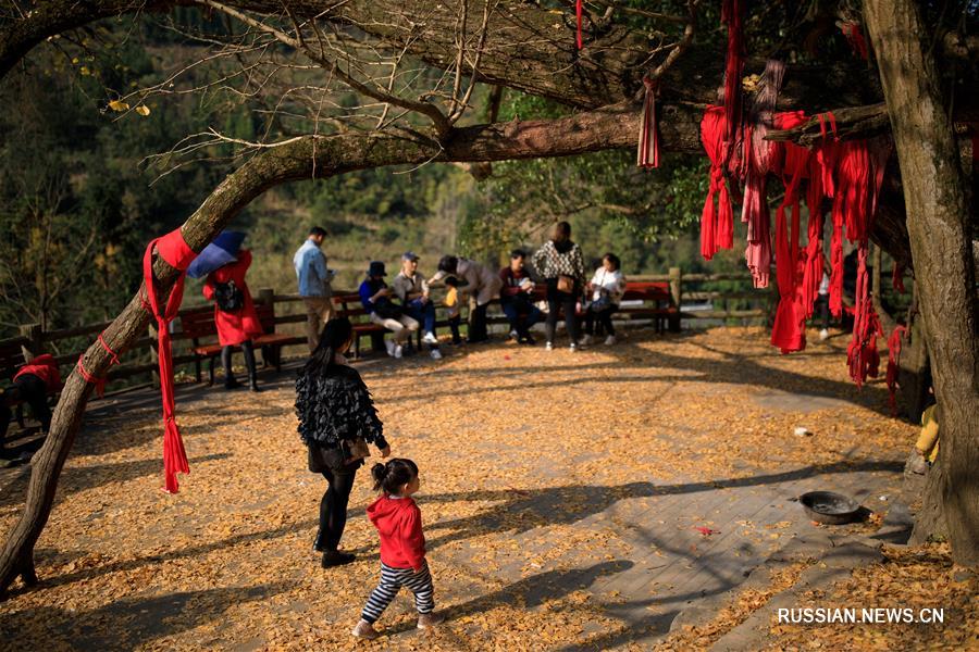 Осенние листья деревьев гинкго в горной деревне в провинции Гуйчжоу