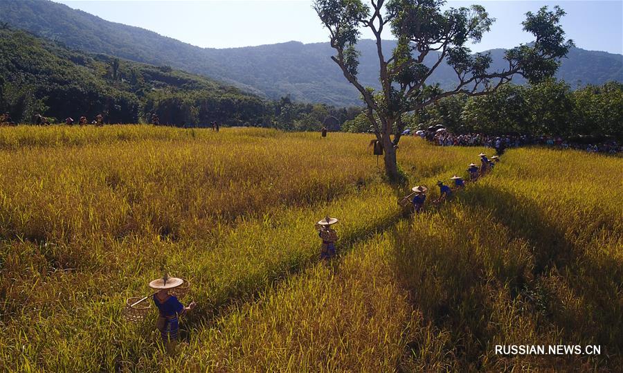 Фестиваль риса шаньлань на Хайнане