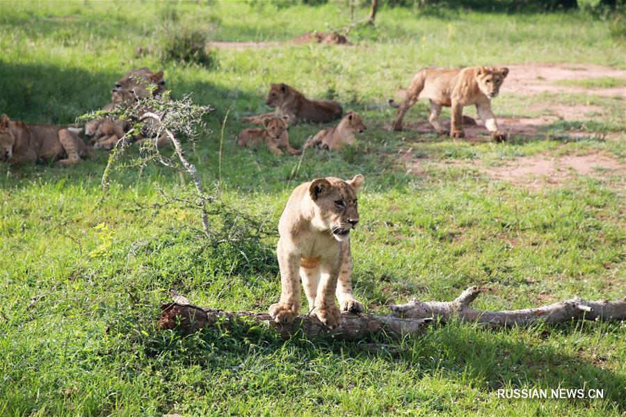 В руандийском национальном парке Акагера вновь появились львы и носороги