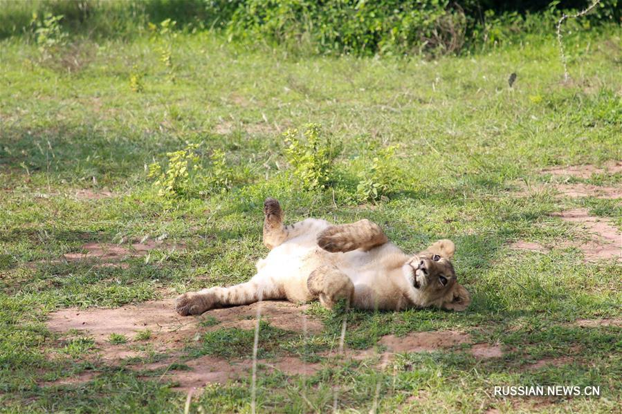 В руандийском национальном парке Акагера вновь появились львы и носороги