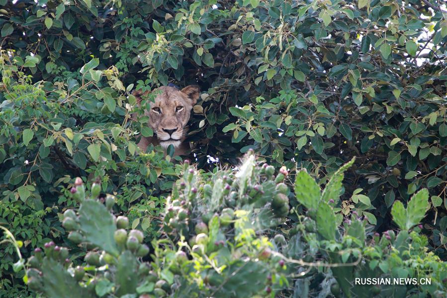 В руандийском национальном парке Акагера вновь появились львы и носороги
