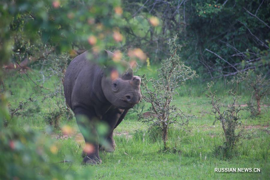 В руандийском национальном парке Акагера вновь появились львы и носороги