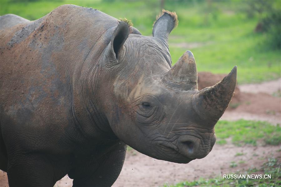 В руандийском национальном парке Акагера вновь появились львы и носороги