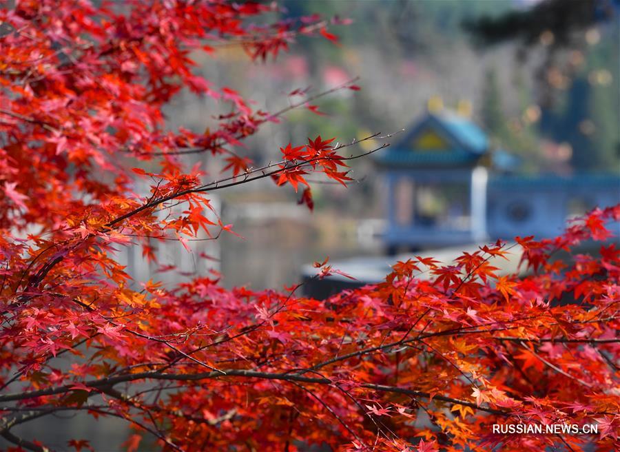 Гора Лушань в красном наряде из кленовых листьев 