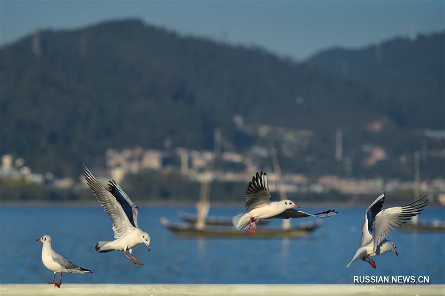 Озерные чайки прилетели зимовать в Куньмин