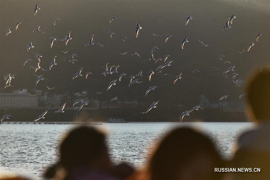 Озерные чайки прилетели зимовать в Куньмин