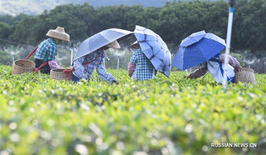 Плантации органического чая на острове Хайнань
