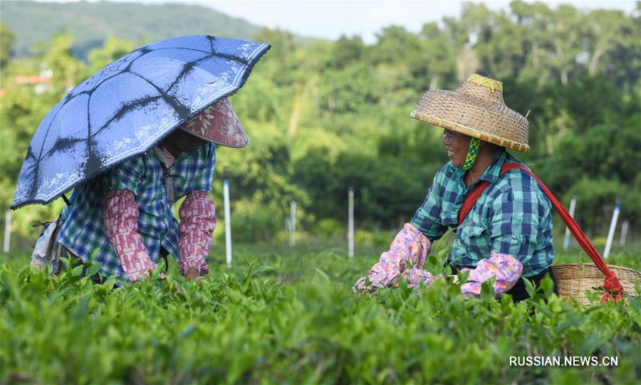 Плантации органического чая на острове Хайнань