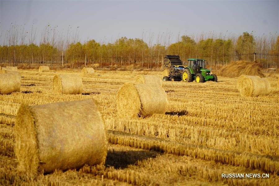 Уборка рисовой соломы на полях в провинции Хэбэй