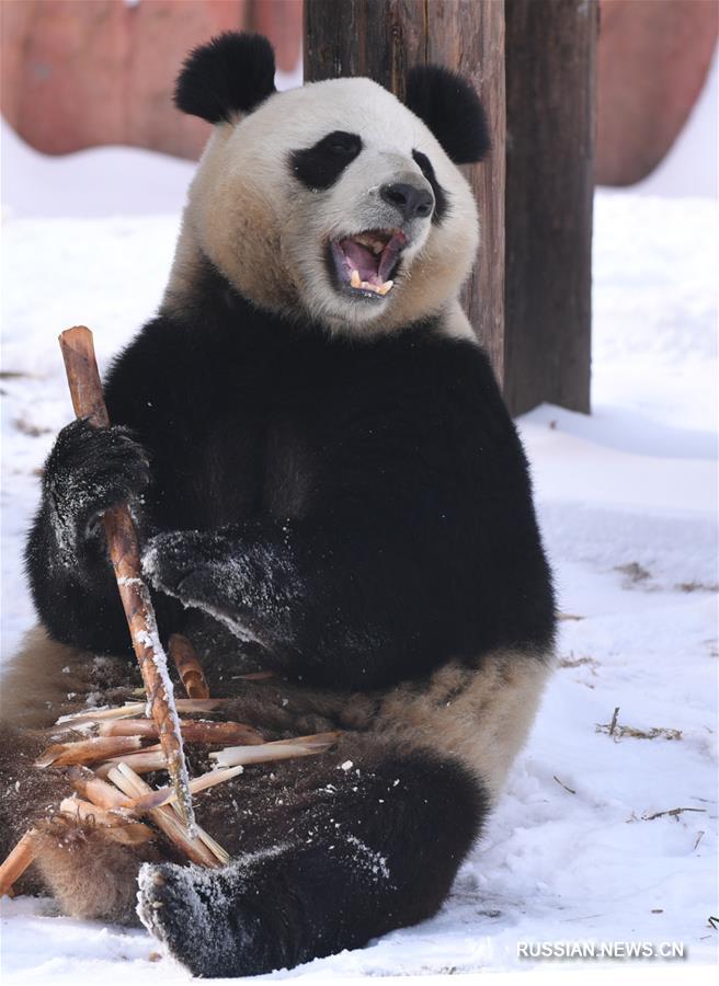 Большая панда из Чанчуня радуется первому снегу