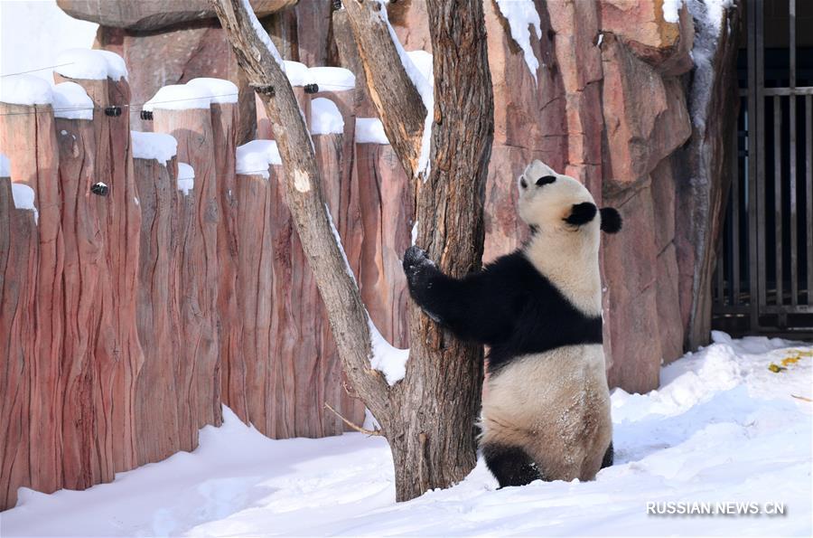 Большая панда из Чанчуня радуется первому снегу