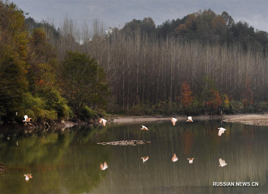 Красноногие ибисы зимуют в районе реки Ханьцзян