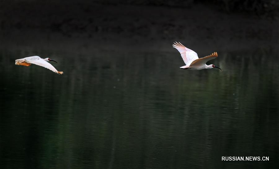 Красноногие ибисы зимуют в районе реки Ханьцзян