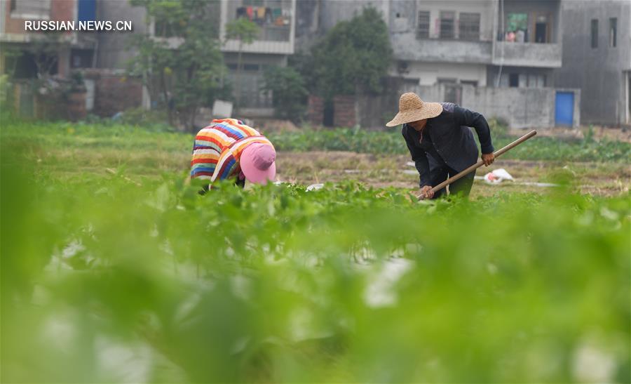 На острове Хайнань в разгаре сезон выращивания фруктов и овощей 
