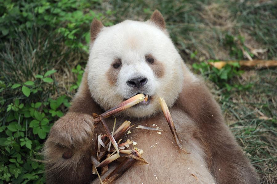 Единственная в мире содержащаяся в неволе коричневая большая панда была взята на пожизненное содержание