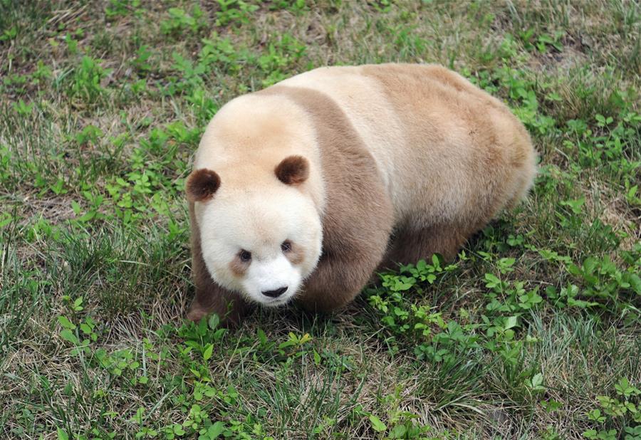 （图文互动）（4）全球唯一圈养棕色大熊猫“七仔”被终身认养