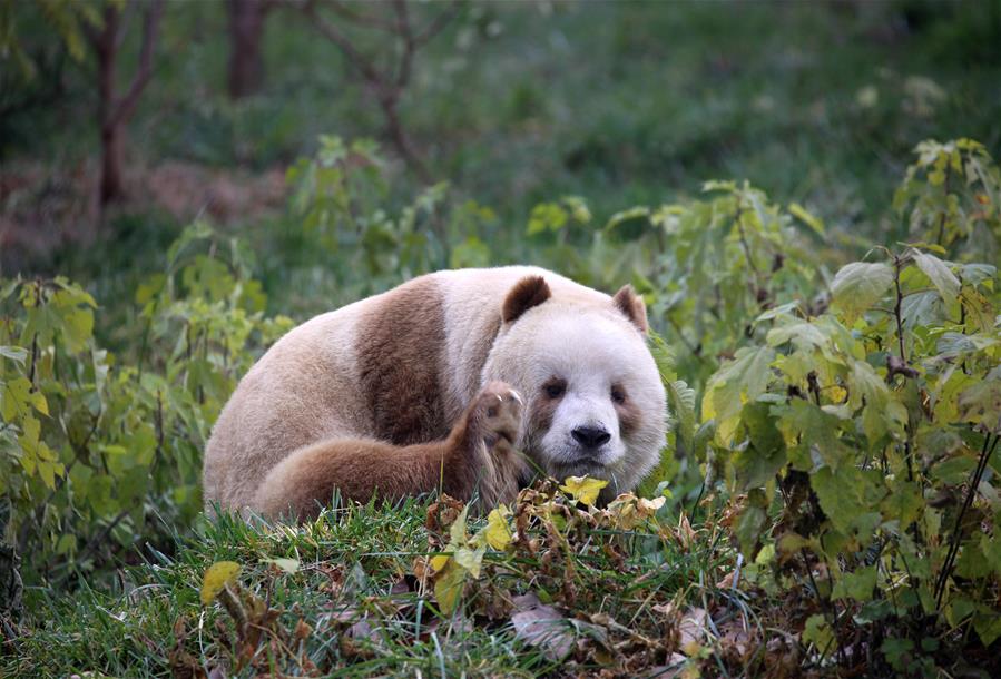 （图文互动）（3）全球唯一圈养棕色大熊猫“七仔”被终身认养