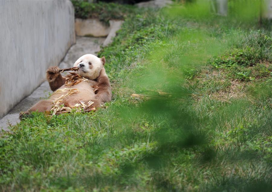 （图文互动）（6）全球唯一圈养棕色大熊猫“七仔”被终身认养