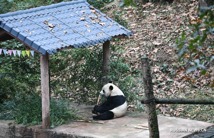 Панда "Бэй Бэй" приехал в Сычуань из США