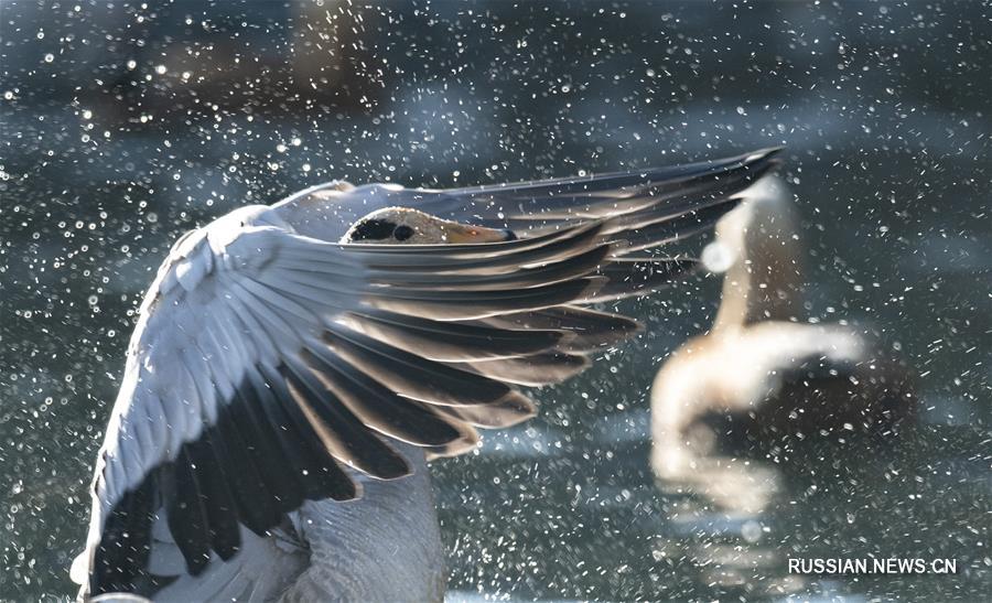 Зимовка птиц в Лхасе