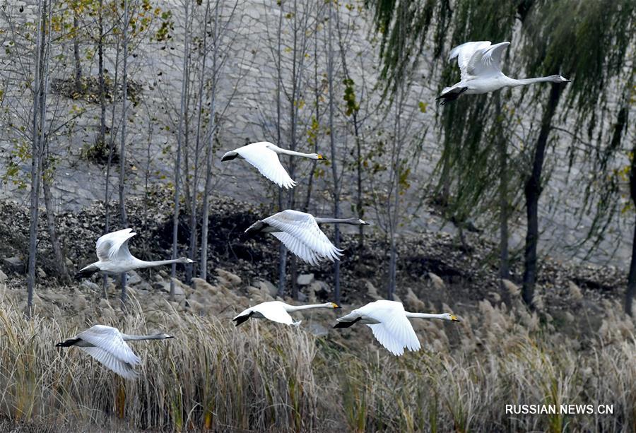 Гостеприимные берега Хуанхэ в Цзинане ждут перелетных птиц
