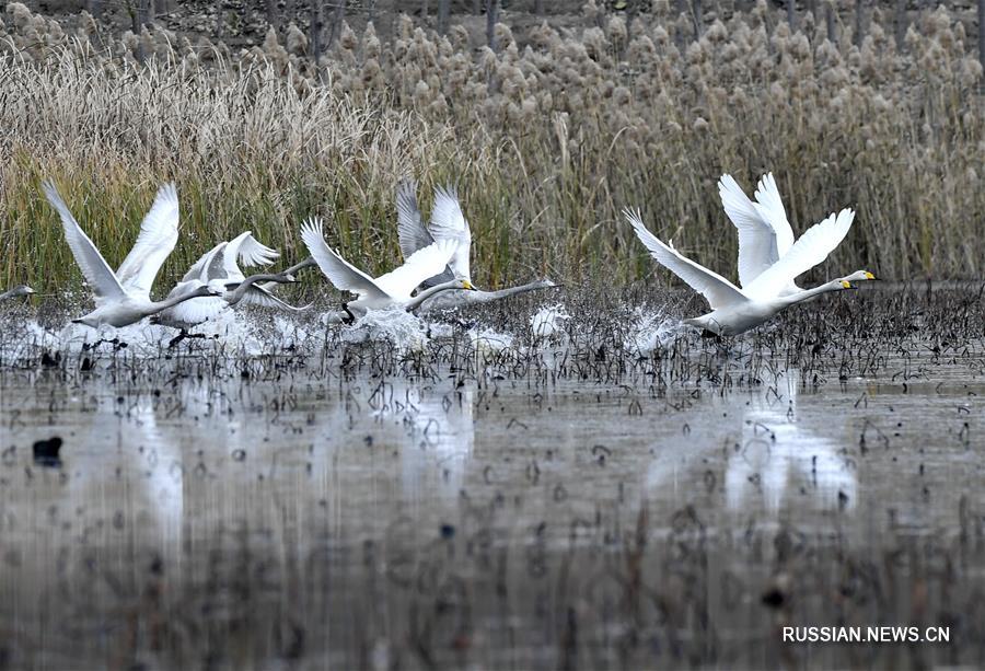 Гостеприимные берега Хуанхэ в Цзинане ждут перелетных птиц