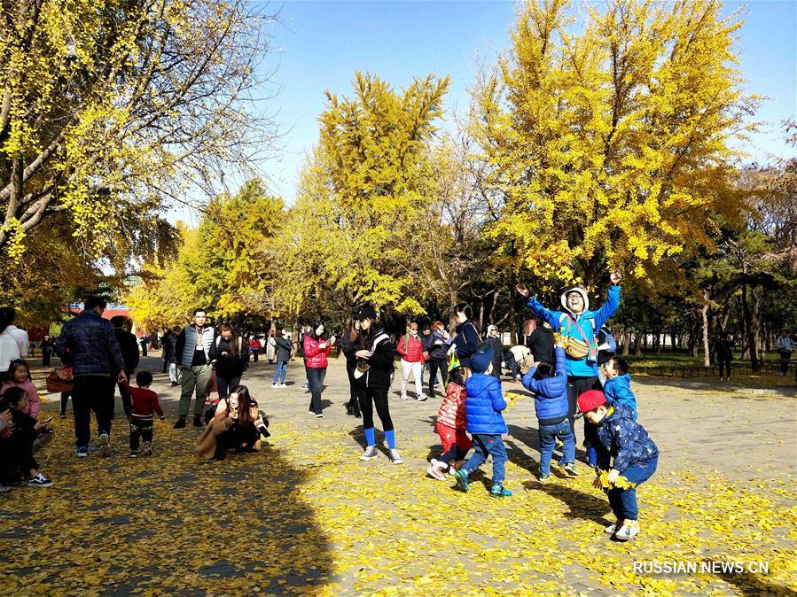 Красивые осенние пейзажи в Пекине