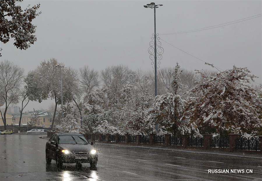 Первый снег в Ташкенте