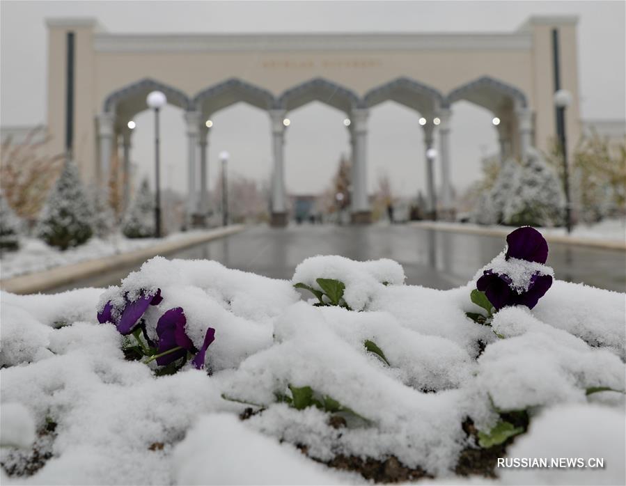 Первый снег в Ташкенте
