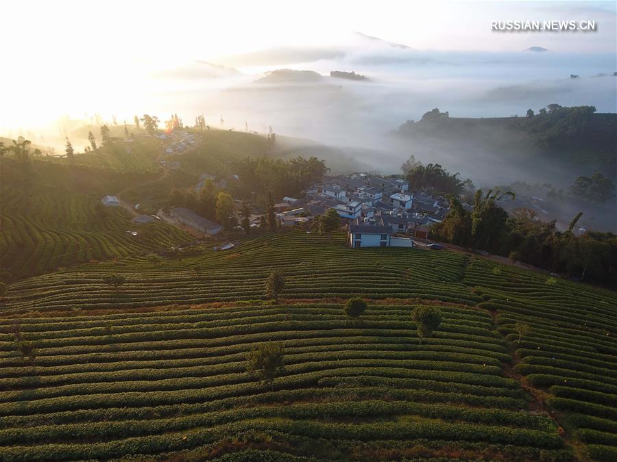 Очаровательная дымка над чайными плантациями в провинции Юньнань 