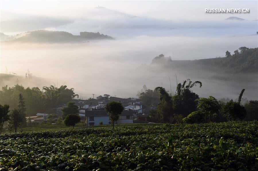 Очаровательная дымка над чайными плантациями в провинции Юньнань 