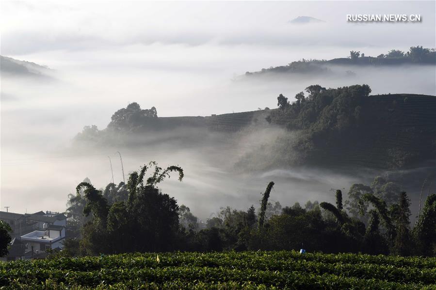 Очаровательная дымка над чайными плантациями в провинции Юньнань  