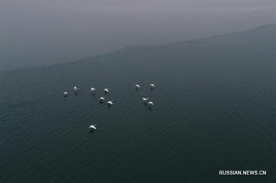 Зимние гости на озере Хунцзяньнао в Шэньси
