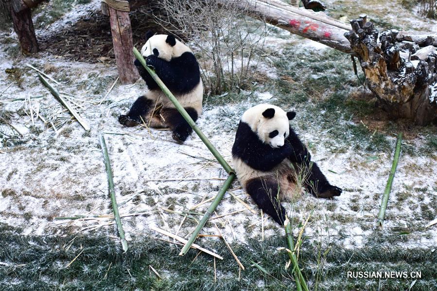 Панды радуются снегу в провинции Цинхай