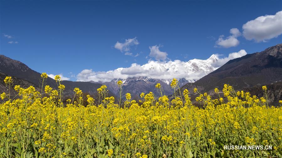 Пышное цветение рапса на фоне заснеженных вершин хребта Намджагбарва в Тибетском автономном районе 