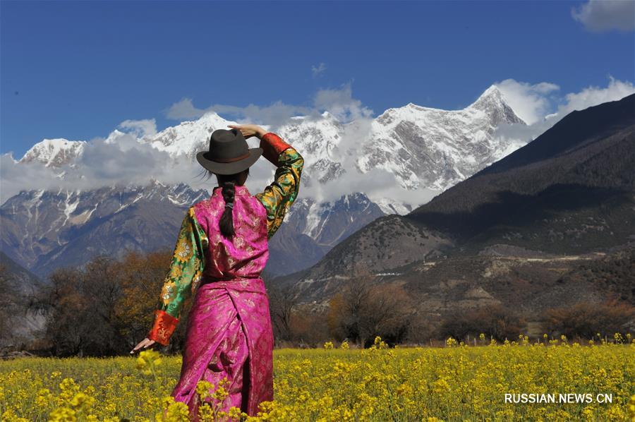 Пышное цветение рапса на фоне заснеженных вершин хребта Намджагбарва в Тибетском автономном районе 