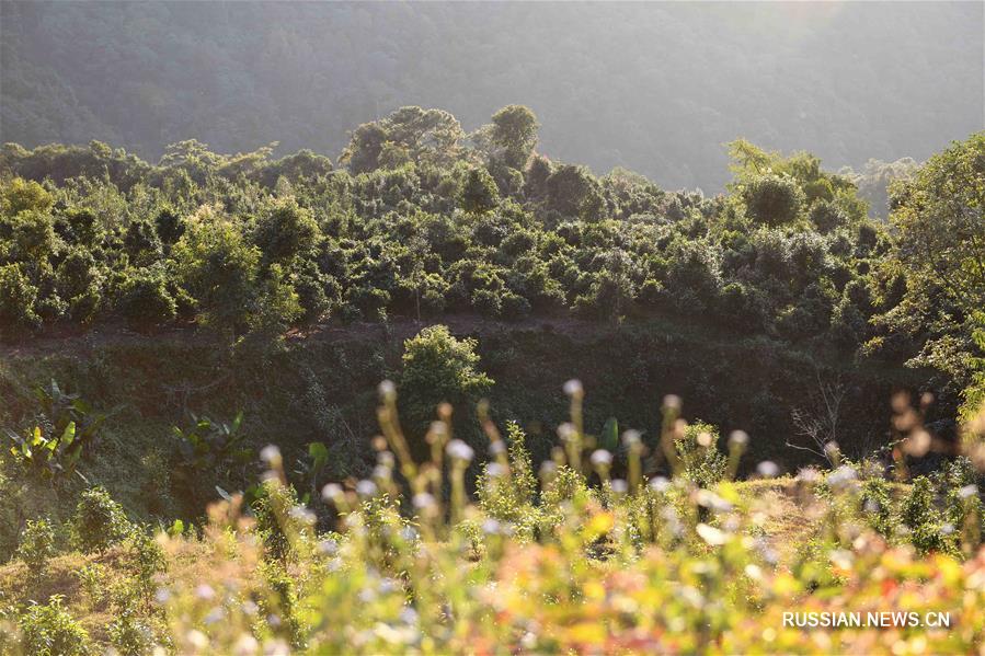 Живописный вид чайной плантации в уезде Нинъэр 