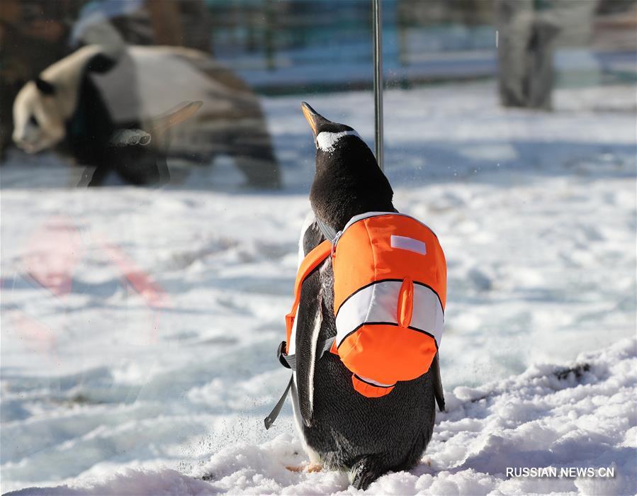Северо-восток Китая -- место встречи пингвина и панды
