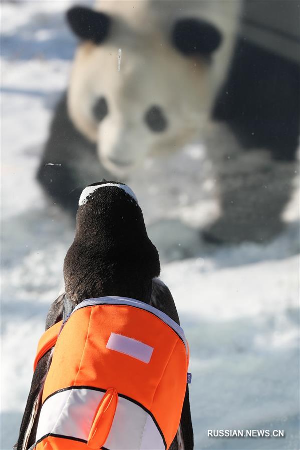 Северо-восток Китая -- место встречи пингвина и панды