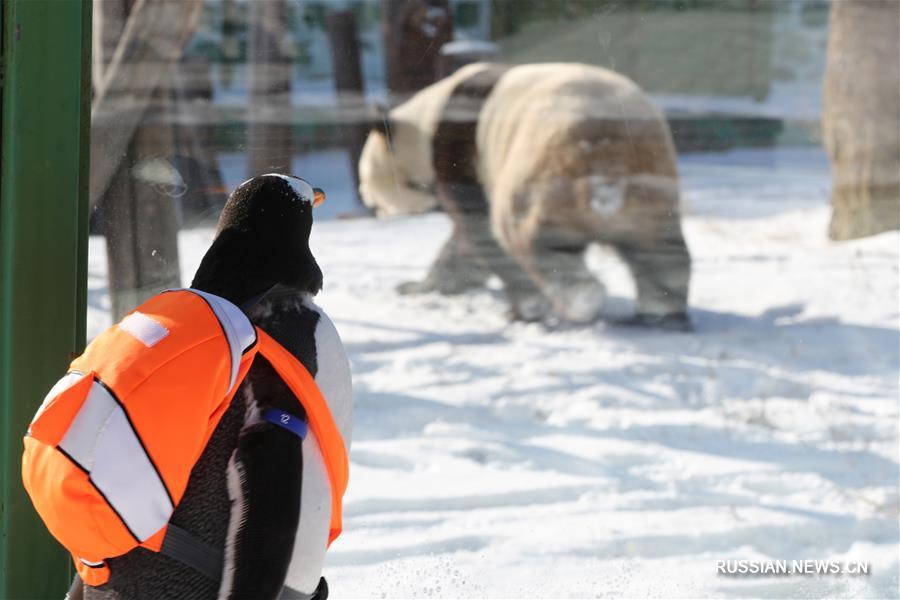 Северо-восток Китая -- место встречи пингвина и панды