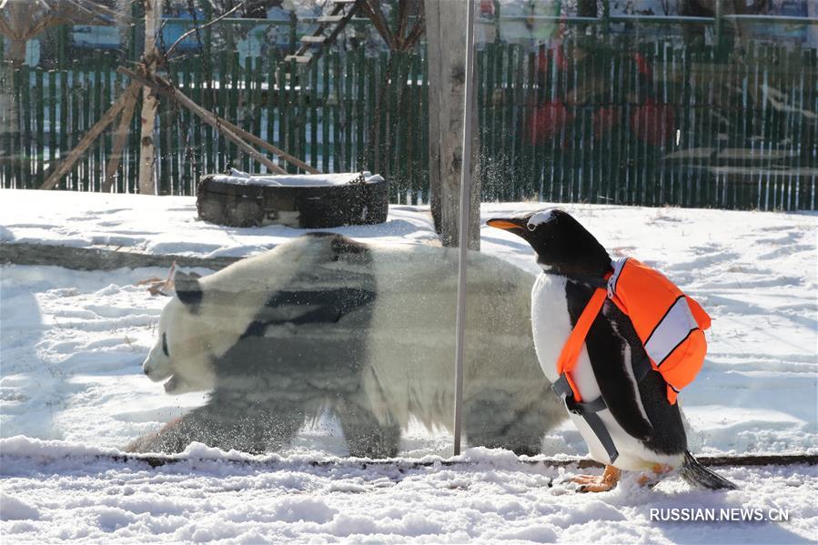 Северо-восток Китая -- место встречи пингвина и панды