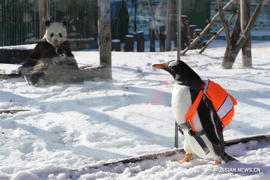 Северо-восток Китая -- место встречи пингвина и панды