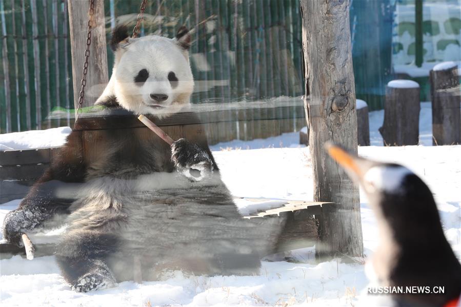 Северо-восток Китая -- место встречи пингвина и панды
