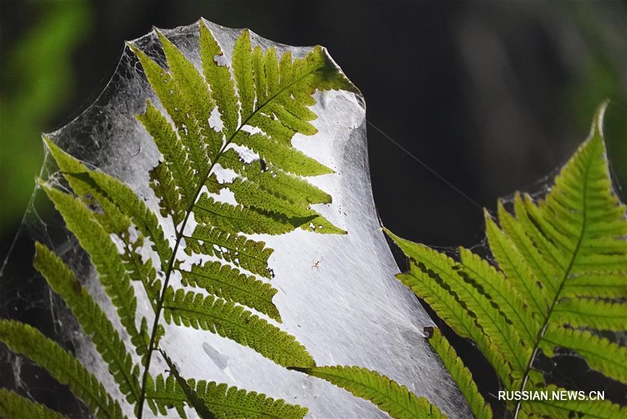На юге Китая нашли гигантские карстовые провалы