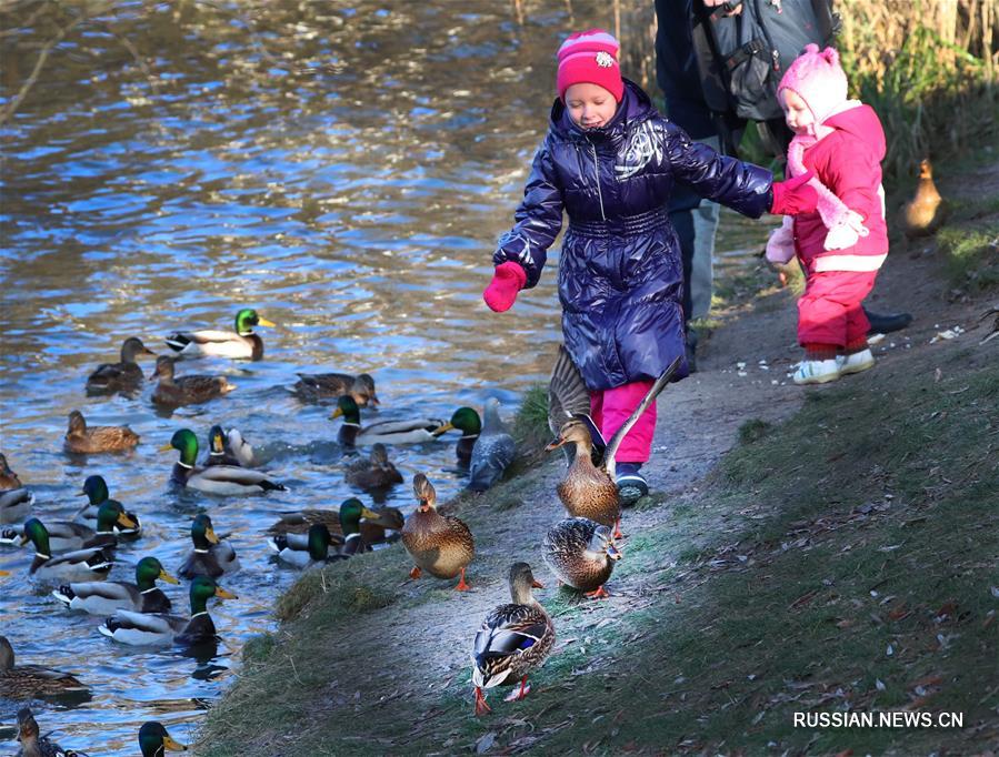 Зимующие утки на реке Лошица в Минске 