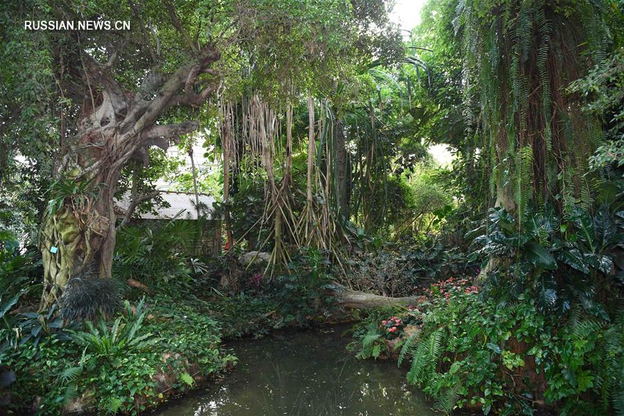 Южно-Китайский ботанический сад в Гуанчжоу
