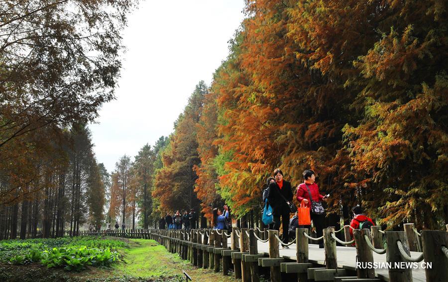 Пригород Шанхая облачился в красный наряд в первый месяц зимы 